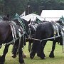 Percheron-G6a_(15)