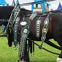 Percheron-G6a_(16)