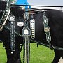 Percheron-G6a_(17)