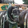 Percheron-G6a_(21)