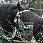 Percheron-G6a_(22)