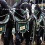 Percheron-G6a_(2a)