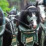 Percheron-G6a_(3)