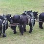 Percheron-G6a_(30)