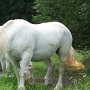 Percheron1_(10)