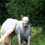 Percheron1_(7)