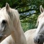 Percheron2_(11)