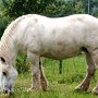 Percheron2_(14)