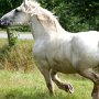 Percheron2_(17)