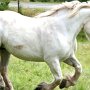 Percheron2_(24)