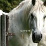 Percheron2_(28)