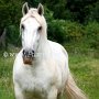 Percheron2_(3)