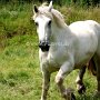 Percheron2_(31)