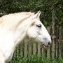 Percheron2_(33)