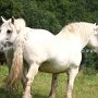 Percheron2_(36)