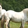 Percheron2_(39)