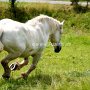 Percheron2_(43)