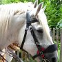 Percheron2_(51)