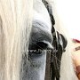 Percheron2_(69)