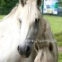 Percheron2_(8)