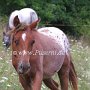 Pony_of_the_Americas70_(18)