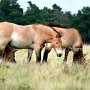 Przewalski_Pferd5_(21)