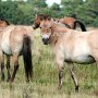 Przewalski_Pferd5_(3)