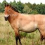 Przewalski_Pferd5_(4)