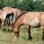 Przewalski_Pferd5_(6)