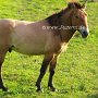 Przewalski_Pferd6_(2)