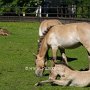 Przewalski_Pferd7_(10)