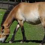 Przewalski_Pferd7_(11)