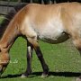 Przewalski_Pferd7_(12)