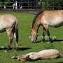 Przewalski_Pferd7_(14)