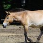 Przewalski_Pferd7_(15)