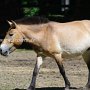 Przewalski_Pferd7_(16)