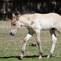 Przewalski_Pferd7_(19)