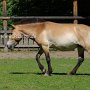 Przewalski_Pferd7_(20)