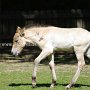 Przewalski_Pferd7_(22)