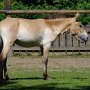 Przewalski_Pferd7_(23)