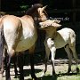 Przewalski_Pferd7_(29)