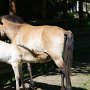 Przewalski_Pferd7_(31)