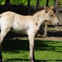 Przewalski_Pferd7_(34)