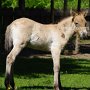 Przewalski_Pferd7_(35)