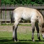 Przewalski_Pferd7_(39)