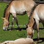 Przewalski_Pferd7_(4)