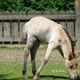 Przewalski_Pferd7_(41)