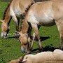 Przewalski_Pferd7_(5)