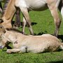 Przewalski_Pferd7_(8)