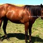 Quarter_Horse06